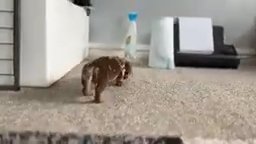 cute baby dachshund puppy in Detroit, Michigan