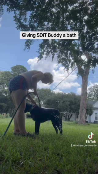 Buddy (service Dog In Training) in Hattiesburg, Mississippi