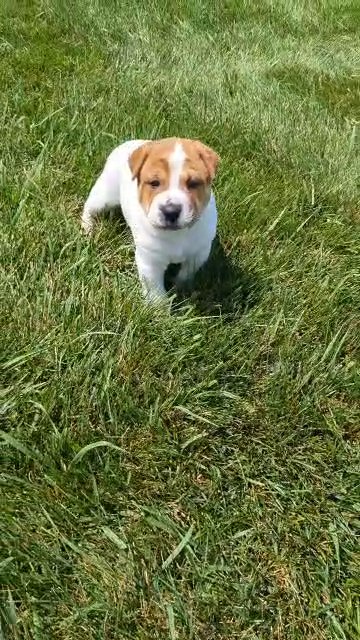 SCOUT (SHAR-PEI X) in Goshen, Indiana