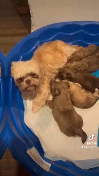 Bebe’s Akc Puppies? in Kissimmee, Florida