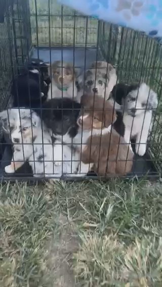Aussie puppies in Dalton, Georgia