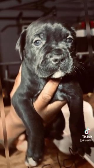 Black Female Cane Corso in Gainesville, Georgia