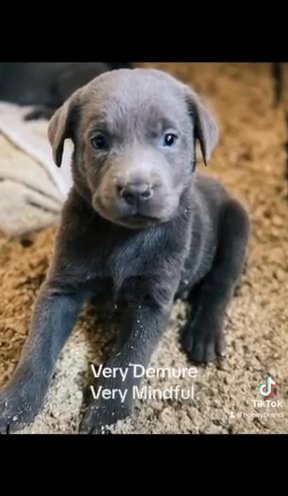 Raven “charcoal Lab” & Katnis “silver Lab” in Sunnyside, Washington
