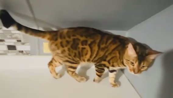 Stunning 2 Year Old Full Bred Male Bengal in Boston, Massachusetts