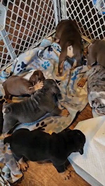 English bulldog pup in Genesee, Michigan