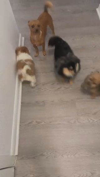 Pomeranian Yorkie Mix in Margate, Florida