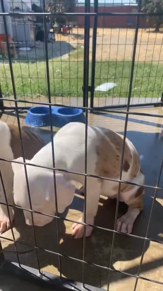 pitbull mix bullie in Baldwin Park, California