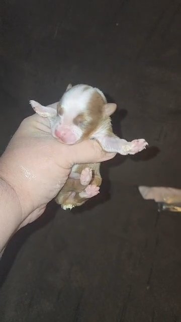 Female toy aussie in Gardner, Kansas