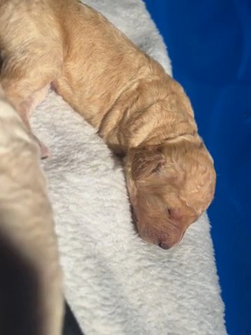 Male - Double Doodle in Mobile, Alabama