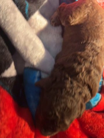 Male - Phantom Double Doodle in Mobile, Alabama