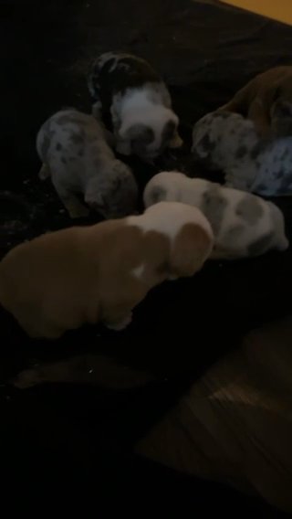 Male English Bulldog Puppies in Wheeling, West Virginia