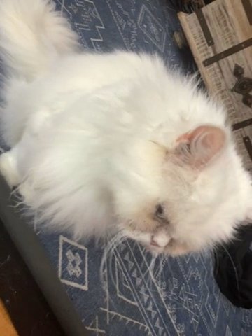 Kittey in Nashua, New Hampshire