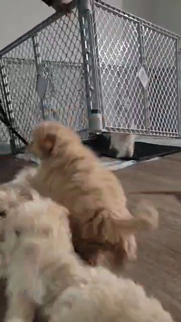 Havapoo pups in Windsor (Township), Pennsylvania
