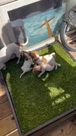Purebred jackRussell in Washington, District of Columbia