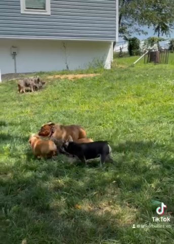 Chocolate Female English Bulldog in Chambersburg, Pennsylvania