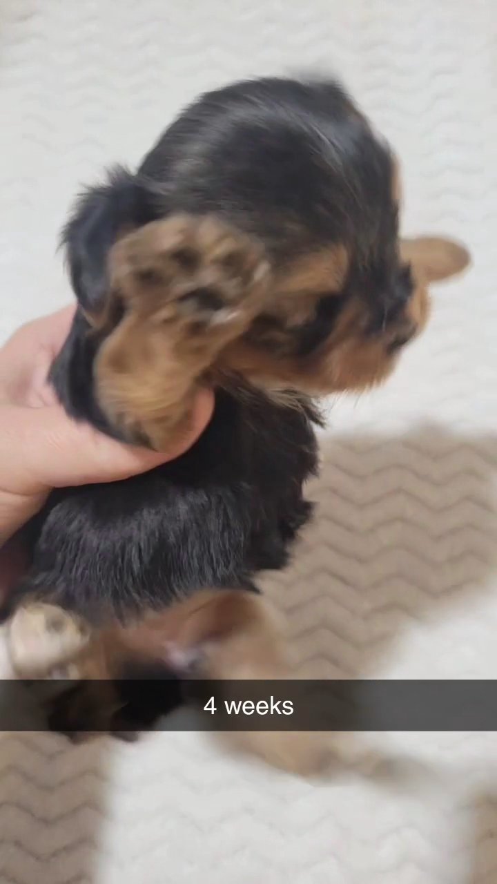 yorkie in Springfield, Missouri