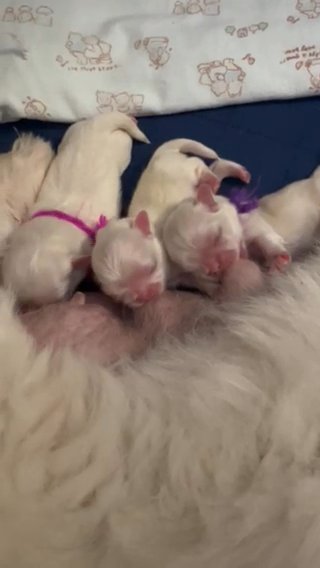 White Pekingese AKC Boy in Granbury, Texas