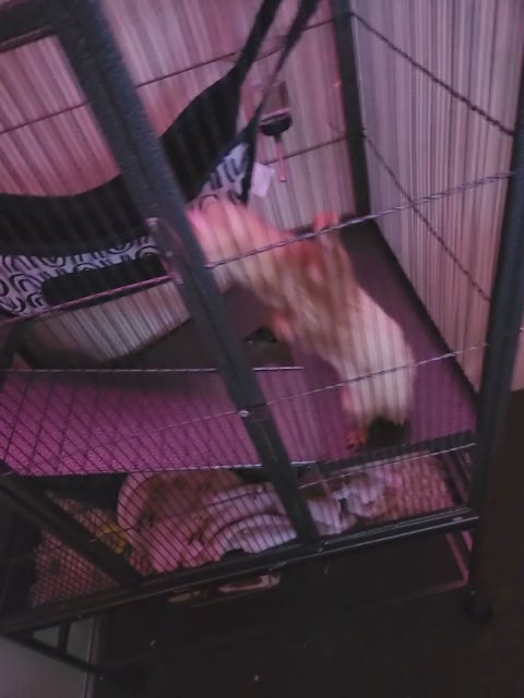 ferrets in Chicopee, Massachusetts