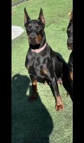European Doberman puppies Coming Soon! in Kokomo, Indiana