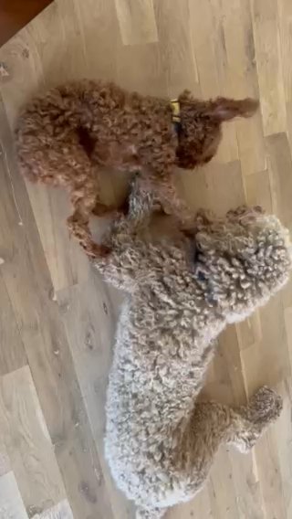 Standard Red Adult Female Poodle (akc) in Charlotte, North Carolina