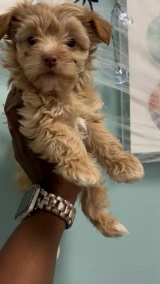 Blonde Yorkie in Hattiesburg, Mississippi