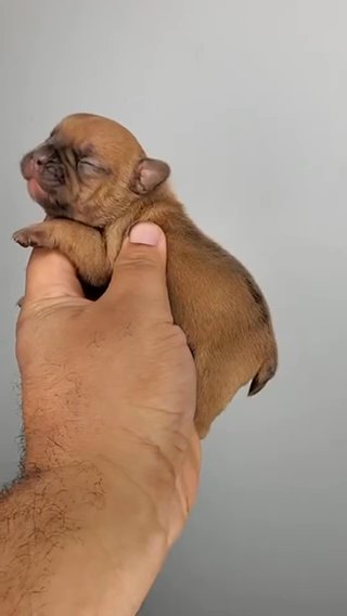 AKC FAWN/MERLE FEMALE in Lexington Park, Maryland