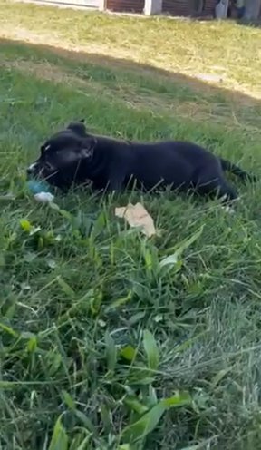 Mazaki The American Bully in Indianapolis, Indiana