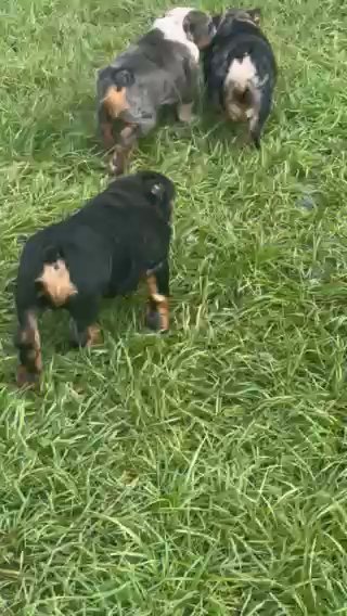 Black & Tan Male Pet Home Fee in Orlando, Florida