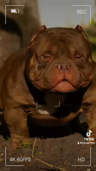Pocket bully in Gadsden, Alabama