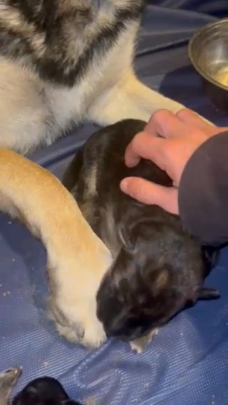 LC Black/Red F German Shepherd Puppy in Springfield, Illinois