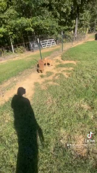 Standard Poodles in Jonesboro, Arkansas