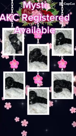 Mysti akc Shihtzu in Sacramento, California