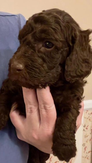 AKC Poodles ~ Moyen Size (25-35 Lbs) in Middletown, New York