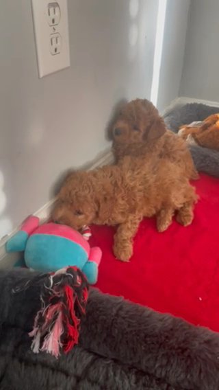 Toy Poodle Boy 1 in Apex, North Carolina