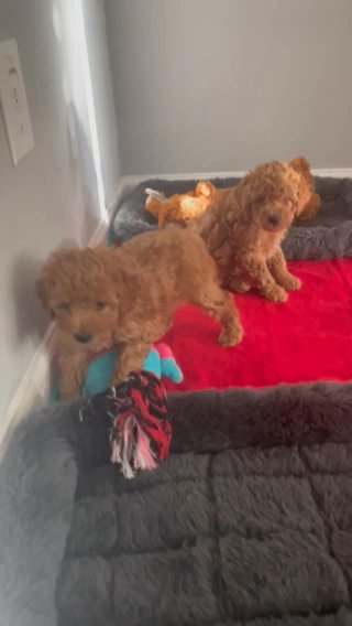 Toy Poodle Girl in Apex, North Carolina