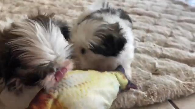 shihtzu puppy in Clinton, Mississippi
