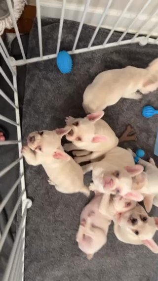 French Bulldog Female in Baltimore, Maryland