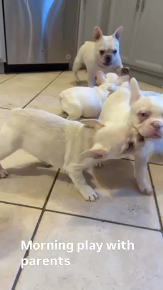 French Bulldog in Baltimore, Maryland