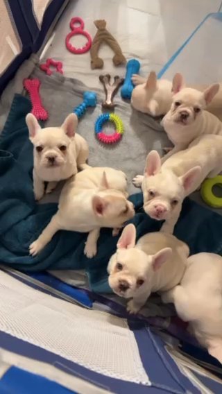 French Bulldog Puppies in Baltimore, Maryland