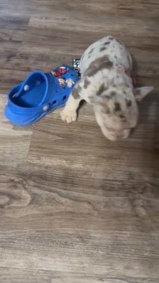 French Bulldog in Seattle, Washington