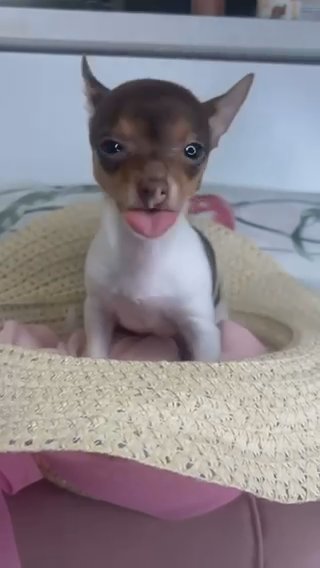 Chihuahua Girl Puppy in Charlotte, North Carolina