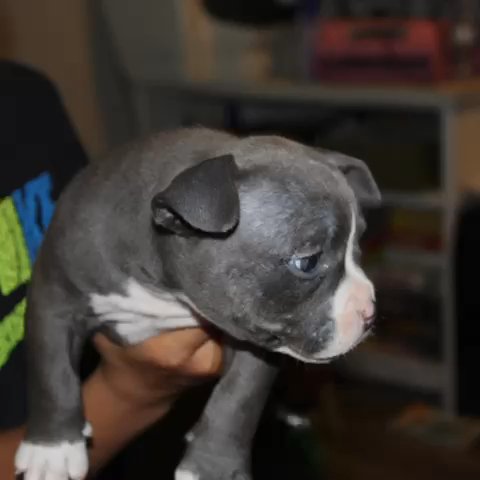 Pocket American Bullies in Seattle, Washington