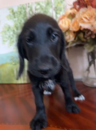 Beagle and poodle puppy in Chino Hills, California