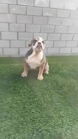 Bella English Bulldog in Phoenix, Arizona