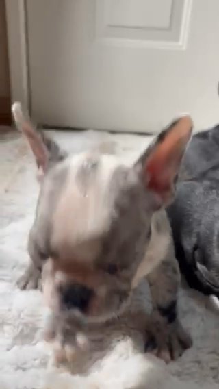 AKC FRENCH BULLDOG PUPPIES in Lake Elsinore, California