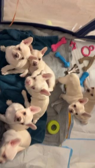 Platinum lilac French bulldog female in Baltimore, Maryland