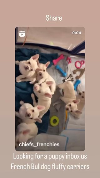 French Bulldog in Baltimore, Maryland