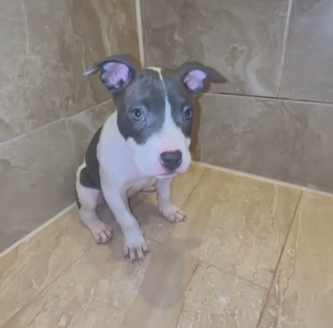 Sweet, Calm and Friendly Blue Nose Pitbull Puppy in Queens, New York