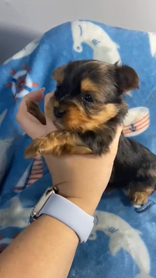 Merle Male in Cleveland, Tennessee