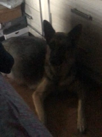 German Shepherd Puppies in Cherry Hill, New Jersey